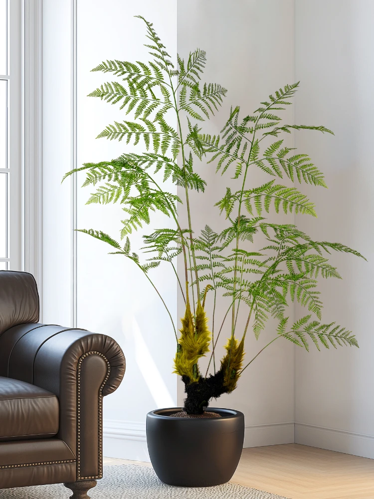 Dracaena Marginata - Большая имитация золотой обезьяны, папоротника, зеленое