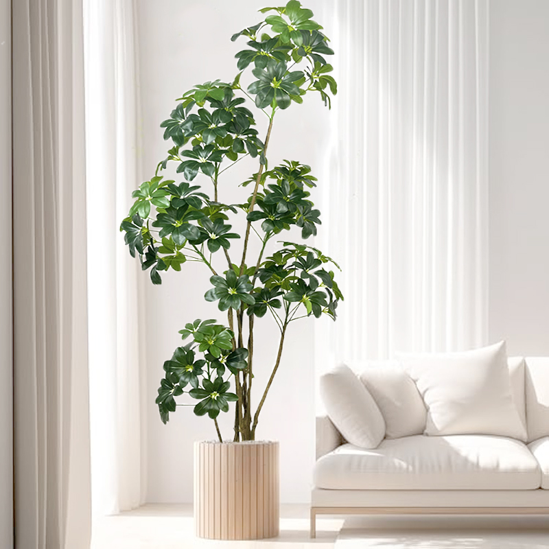 74 дюйма тропическое дерево, б – обзор и цена Dracaena Marginata