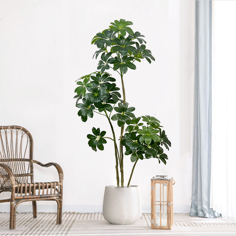 74 дюйма тропическое дерево, б – обзор и цена Dracaena Marginata