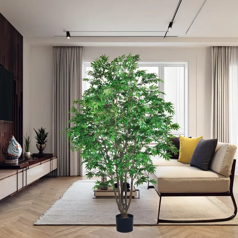 Популярное оптовое предложение – обзор и цена Dracaena Marginata