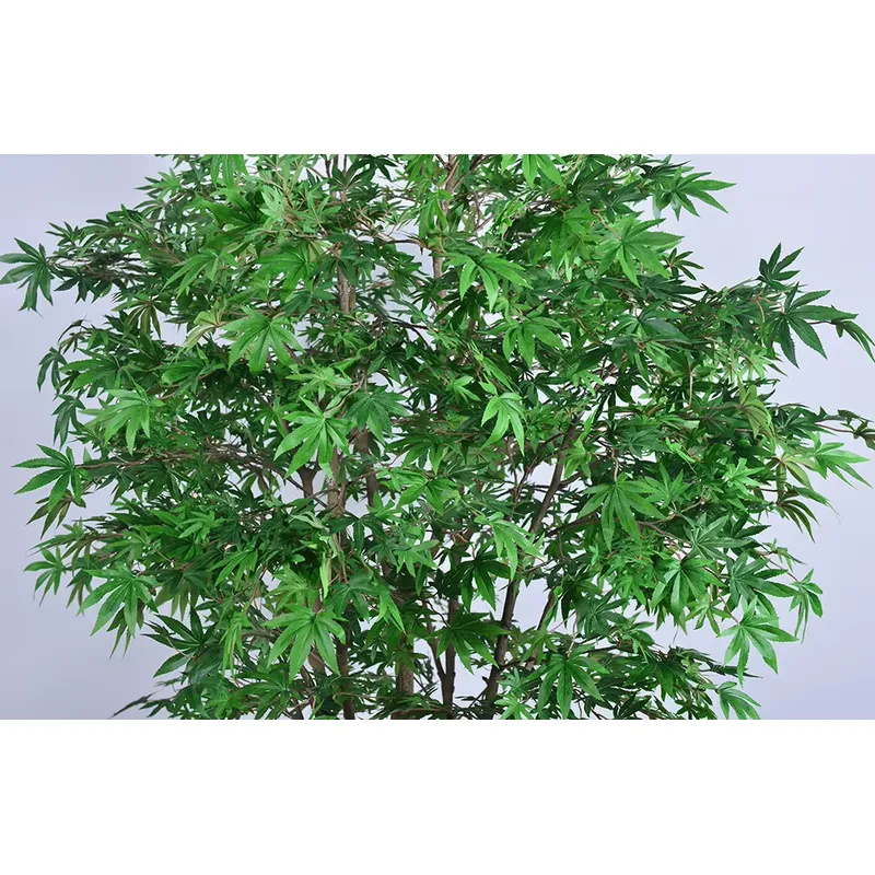 Популярное оптовое предложение – обзор и цена Dracaena Marginata
