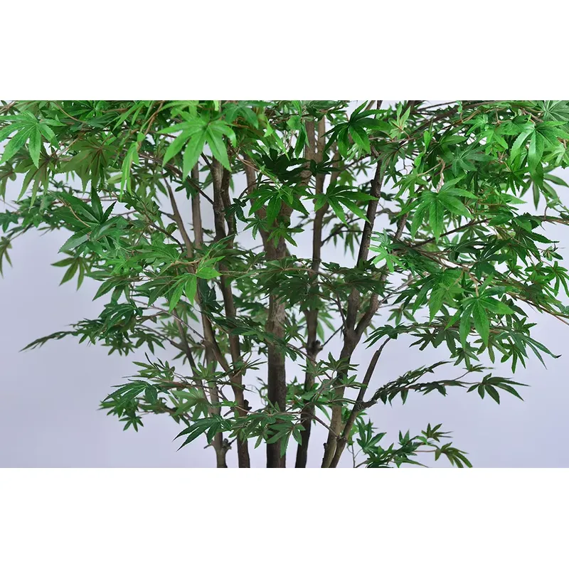 Популярное оптовое предложение – обзор и цена Dracaena Marginata